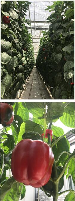 京郊首次工厂化生产甜椒试种成功产量翻番